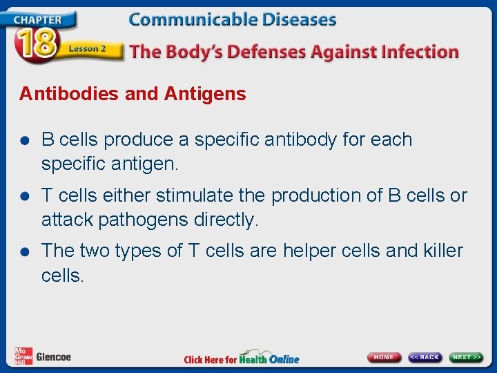 Antibodies and Antigens B cells produce a specific antibody for each specific antigen. T