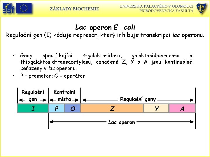 Lac operon E. coli Regulační gen (I) kóduje represor, který inhibuje transkripci lac operonu.