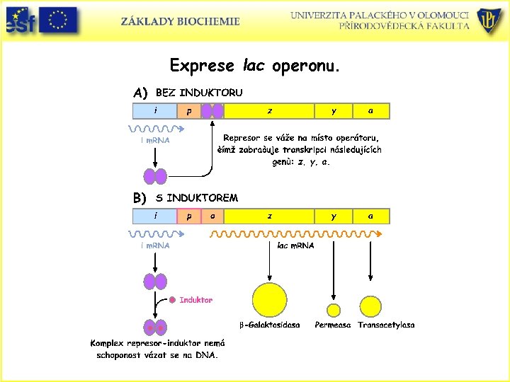 Exprese lac operonu. 