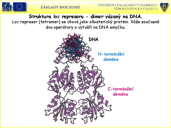 Struktura lac represoru - dimer vázaný na DNA. Lac represor (tetramer) se chová jako