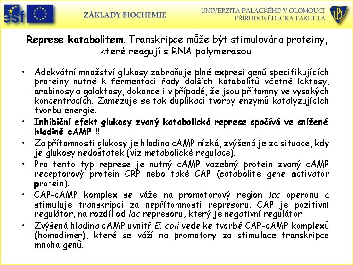 Represe katabolitem. Transkripce může být stimulována proteiny, které reagují s RNA polymerasou. • •