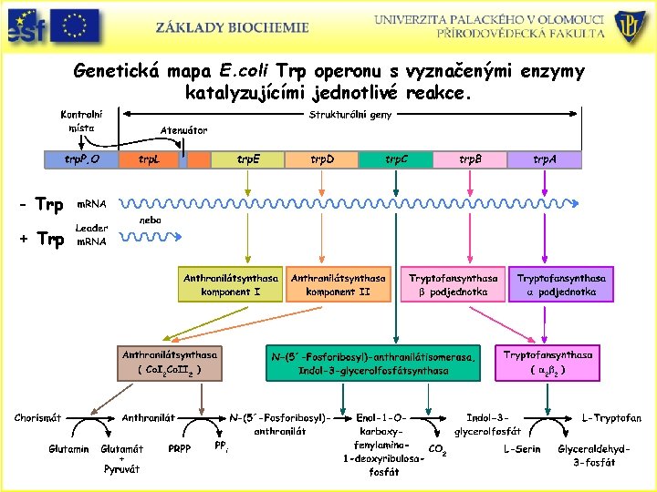 Genetická mapa E. coli Trp operonu s vyznačenými enzymy katalyzujícími jednotlivé reakce. - Trp