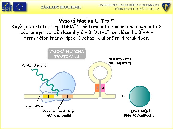 Vysoká hladina L-Trp. Trp Když je dostatek Trp-t. RNATrp, přítomnost ribosomu na segmentu 2