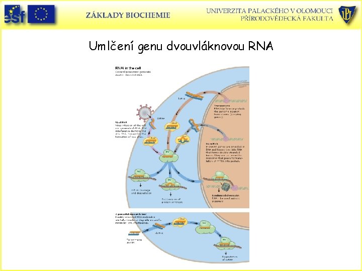 Umlčení genu dvouvláknovou RNA 