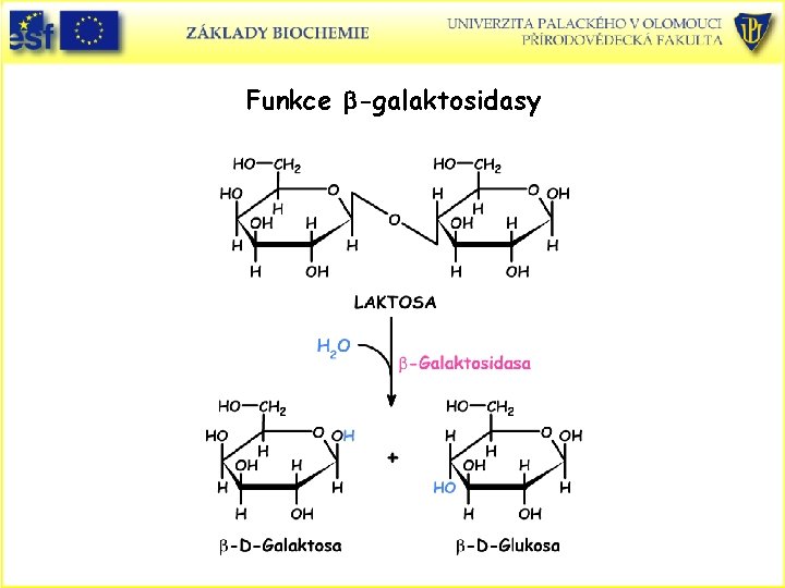 Funkce b-galaktosidasy 