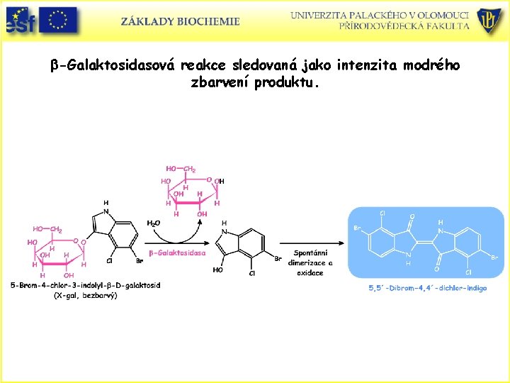 b-Galaktosidasová reakce sledovaná jako intenzita modrého zbarvení produktu. 