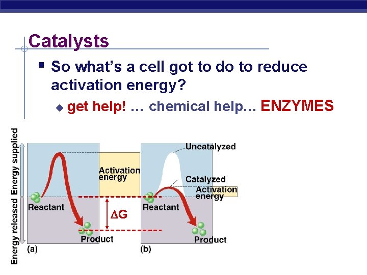 Metabolism Enzymes AP Biology Flow of energy through