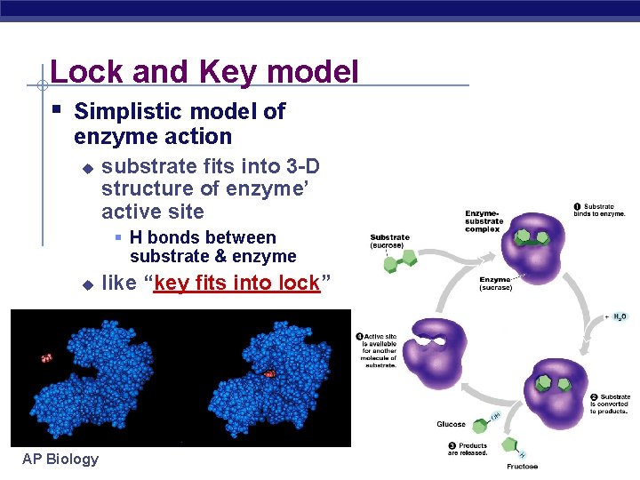 Lock and Key model § Simplistic model of enzyme action u substrate fits into