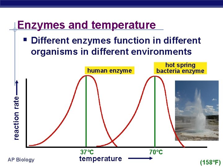 Enzymes and temperature § Different enzymes function in different organisms in different environments reaction