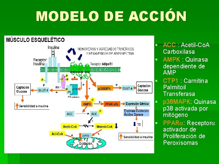 MODELO DE ACCIÓN § ACC : Acetil-Co. A Carboxilasa § AMPK : Quinasa dependiente