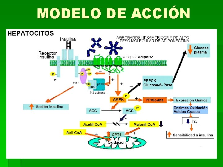 MODELO DE ACCIÓN 