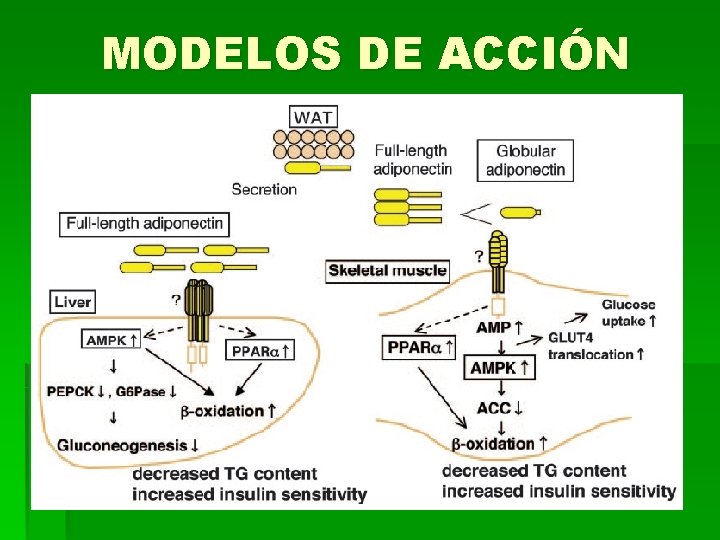 MODELOS DE ACCIÓN 
