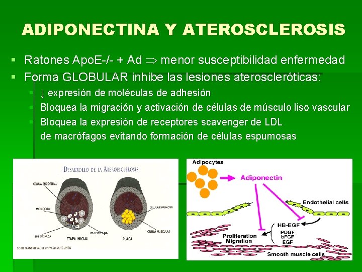 ADIPONECTINA Y ATEROSCLEROSIS § Ratones Apo. E-/- + Ad menor susceptibilidad enfermedad § Forma