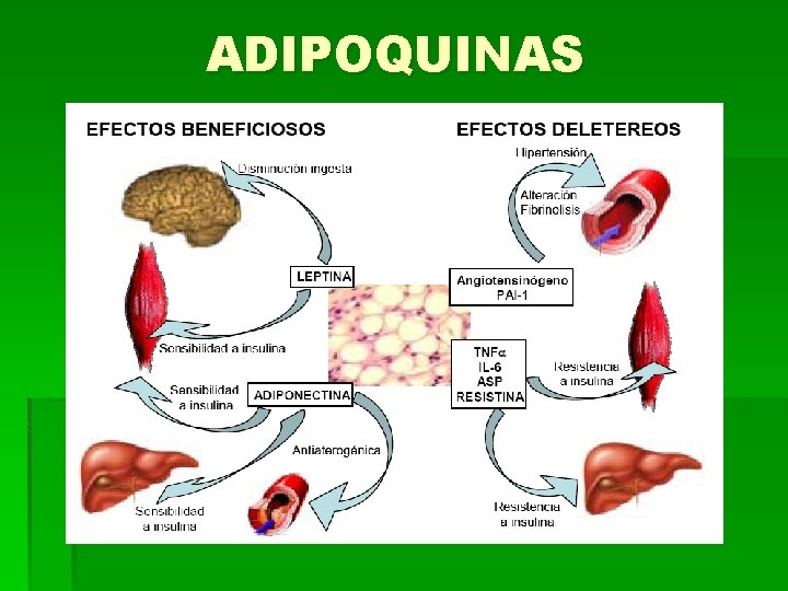 ADIPOQUINAS 
