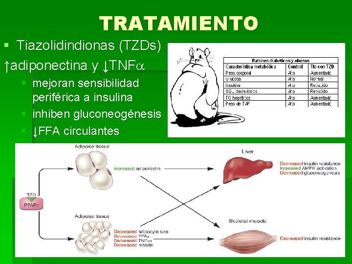 TRATAMIENTO § Tiazolidindionas (TZDs) ↑adiponectina y ↓TNF § mejoran sensibilidad periférica a insulina §