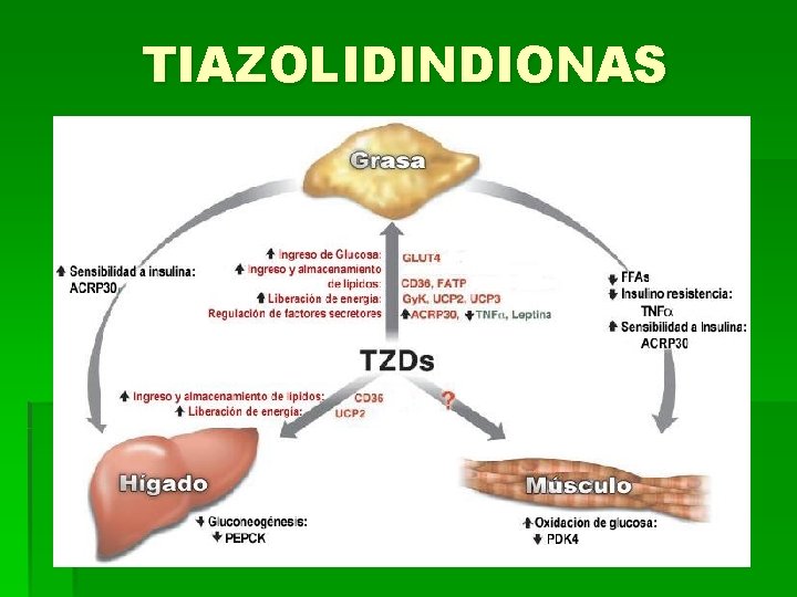 TIAZOLIDINDIONAS 