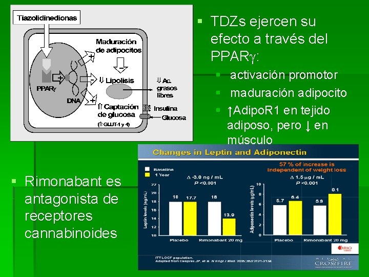 § TDZs ejercen su efecto a través del PPAR : § § Rimonabant es
