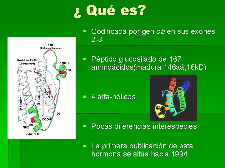 ¿ Qué es? § Codificada por gen ob en sus exones 2 -3 §