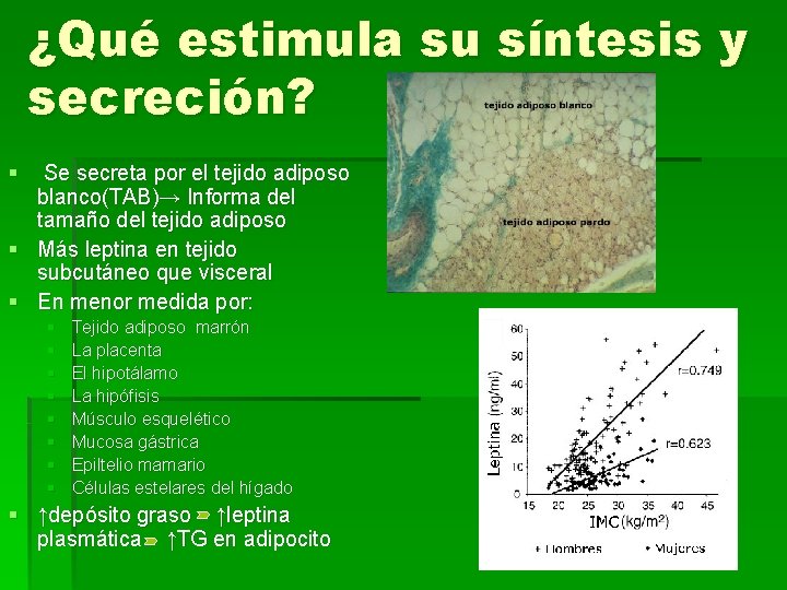 ¿Qué estimula su síntesis y secreción? § Se secreta por el tejido adiposo blanco(TAB)→