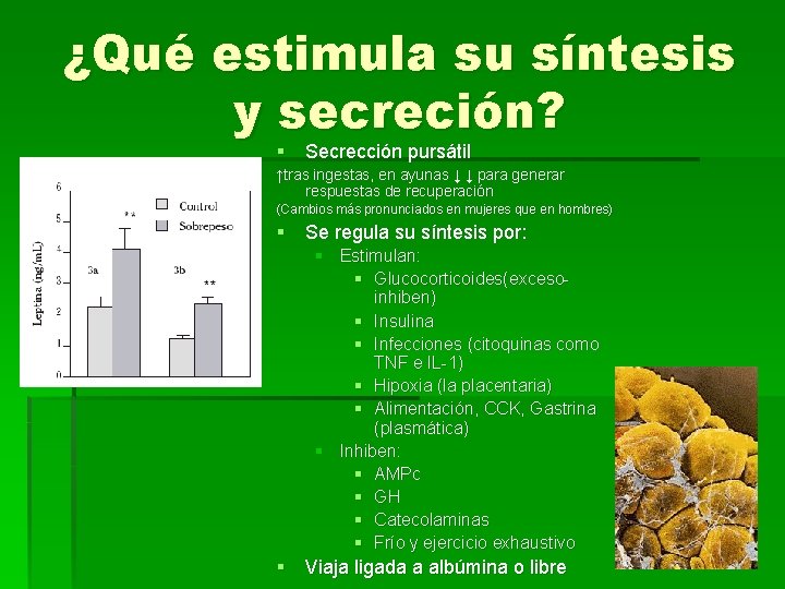 ¿Qué estimula su síntesis y secreción? § Secrección pursátil ↑tras ingestas, en ayunas ↓
