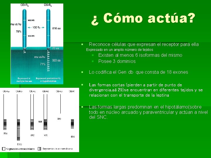 ¿ Cómo actúa? § Reconoce células que expresan el receptor para ella Expresado en