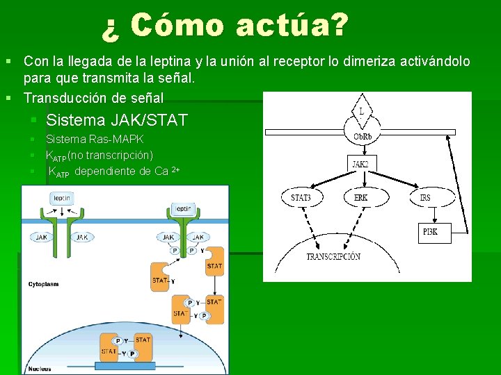 ¿ Cómo actúa? § Con la llegada de la leptina y la unión al