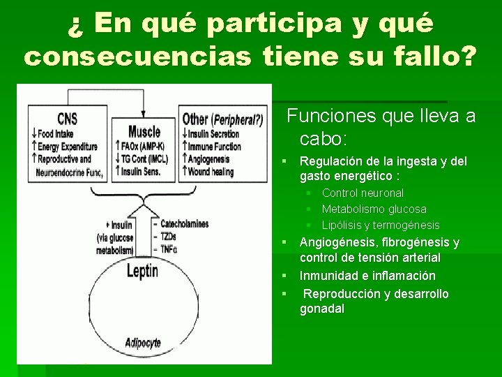 ¿ En qué participa y qué consecuencias tiene su fallo? Funciones que lleva a