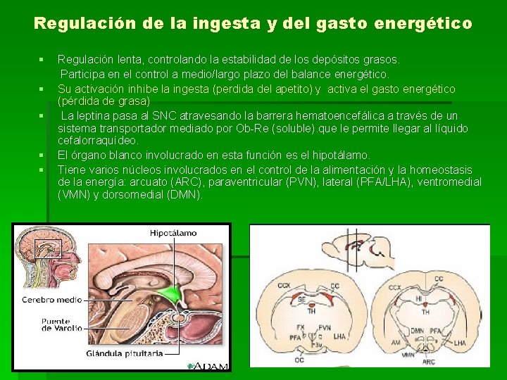 Regulación de la ingesta y del gasto energético § Regulación lenta, controlando la estabilidad