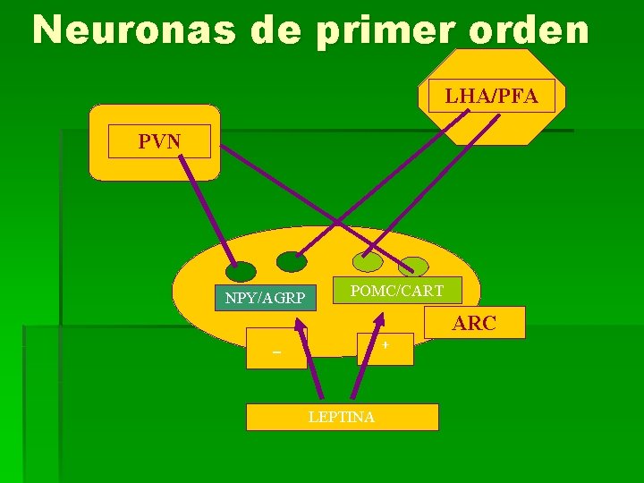 Neuronas de primer orden LHA/PFA PVN NPY/AGRP POMC/CART - + LEPTINA ARC 