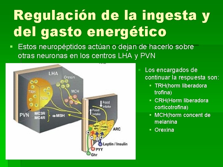 Regulación de la ingesta y del gasto energético § Estos neuropéptidos actúan o dejan