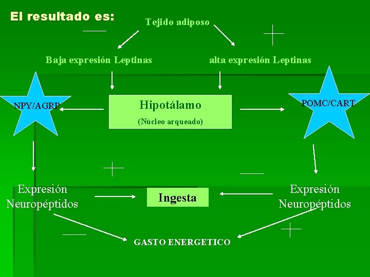 El resultado es: Tejido adiposo Baja expresión Leptinas NPY/AGRP alta expresión Leptinas Hipotálamo POMC/CART