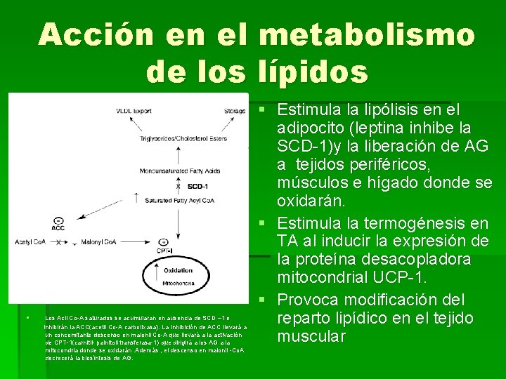 Acción en el metabolismo de los lípidos § Los Acil Co-A saturados se acumularan
