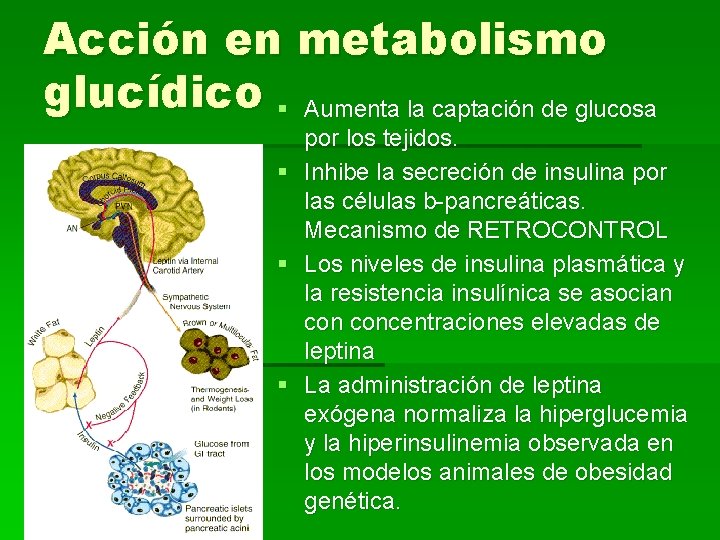 Acción en metabolismo glucídico § Aumenta la captación de glucosa por los tejidos. §
