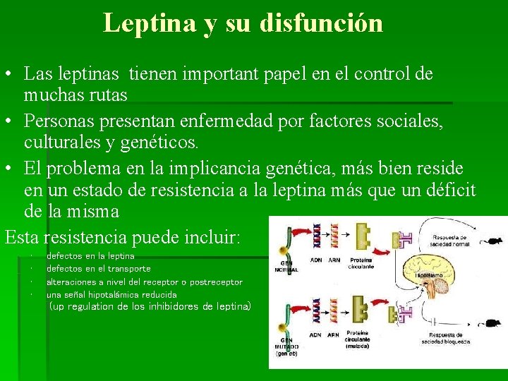 Leptina y su disfunción • Las leptinas tienen important papel en el control de