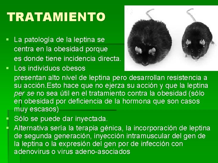 TRATAMIENTO § La patología de la leptina se centra en la obesidad porque es
