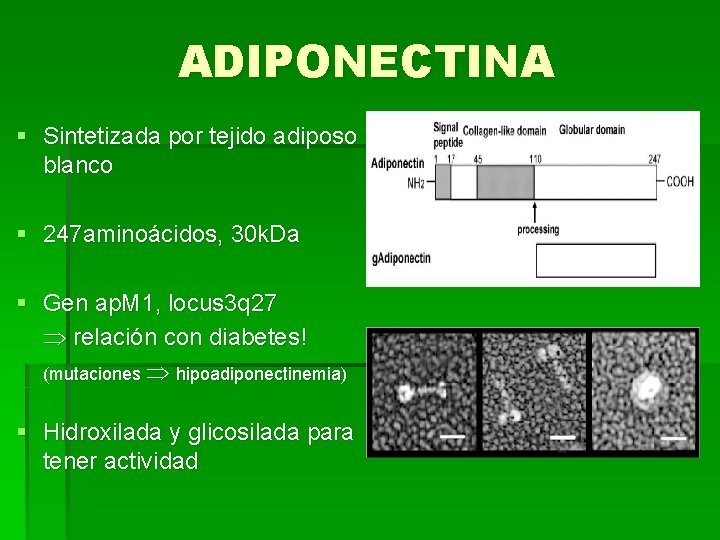 ADIPONECTINA § Sintetizada por tejido adiposo blanco § 247 aminoácidos, 30 k. Da §