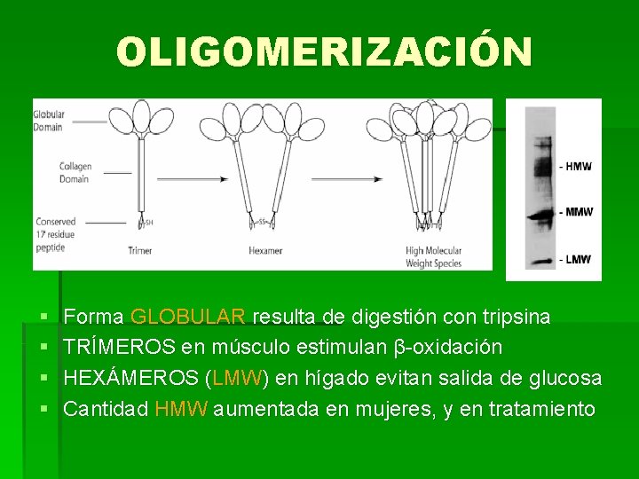 OLIGOMERIZACIÓN § § Forma GLOBULAR resulta de digestión con tripsina TRÍMEROS en músculo estimulan