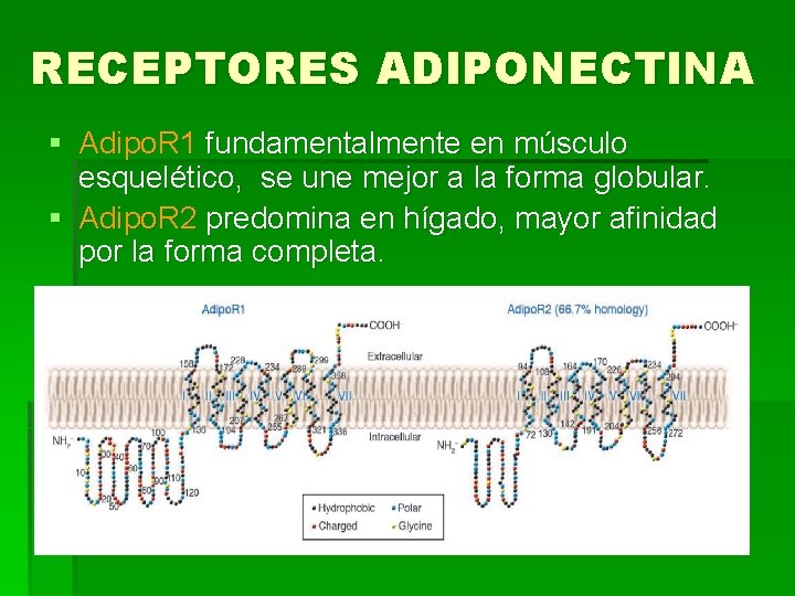 RECEPTORES ADIPONECTINA § Adipo. R 1 fundamentalmente en músculo esquelético, se une mejor a