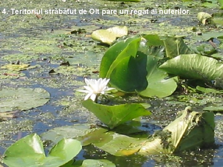 4. Teritoriul străbătut de Olt pare un regat al nuferilor. 