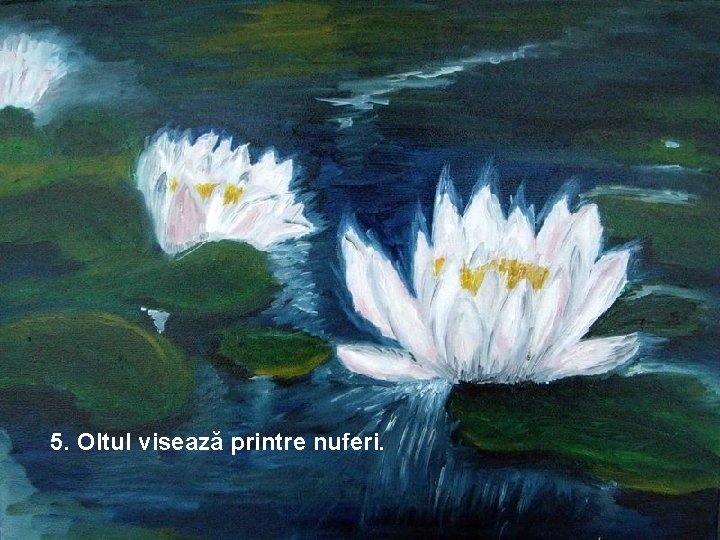 5. Oltul visează printre nuferi. 