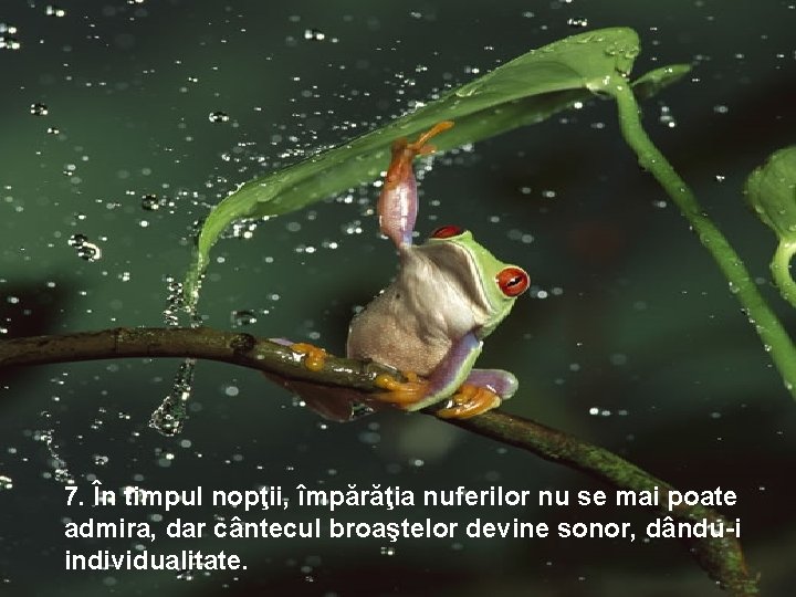 7. În timpul nopţii, împărăţia nuferilor nu se mai poate admira, dar cântecul broaştelor