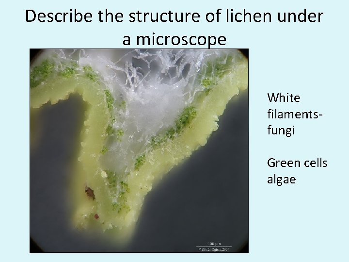 Describe the structure of lichen under a microscope White filamentsfungi Green cells algae 