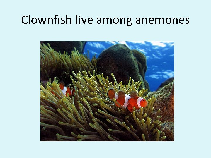 Clownfish live among anemones 