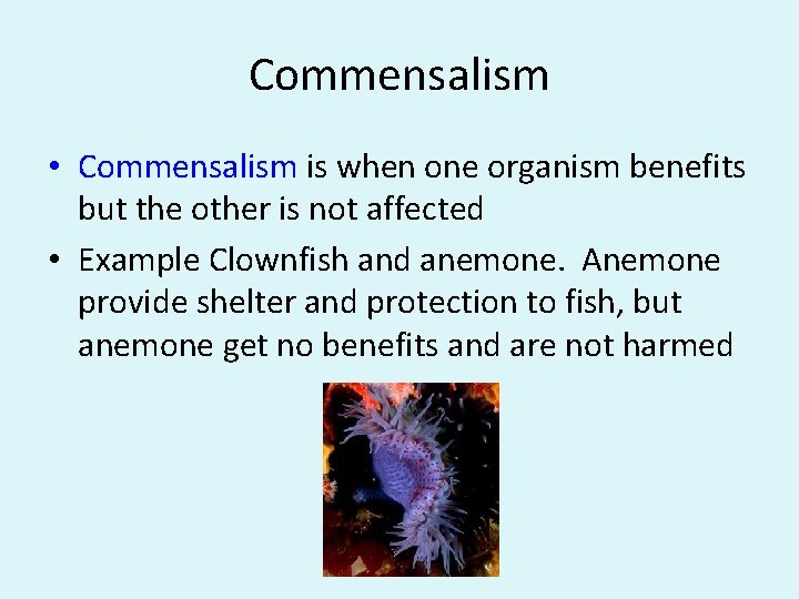 Commensalism • Commensalism is when one organism benefits but the other is not affected