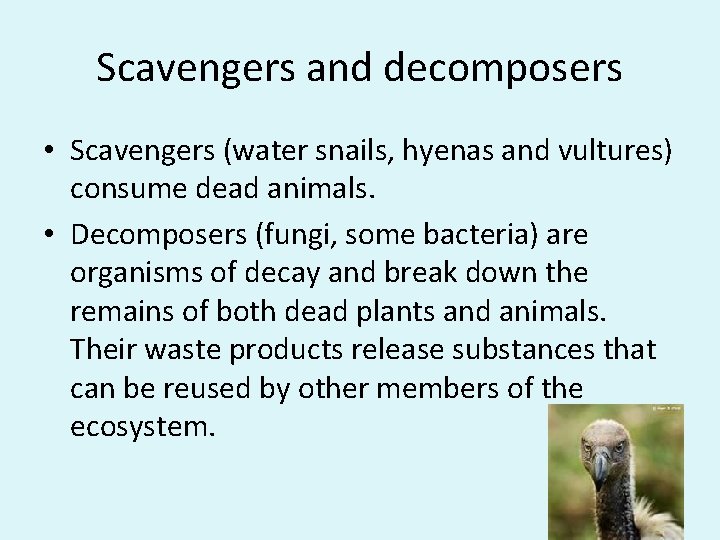 Scavengers and decomposers • Scavengers (water snails, hyenas and vultures) consume dead animals. •