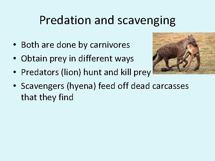 Predation and scavenging • • Both are done by carnivores Obtain prey in different