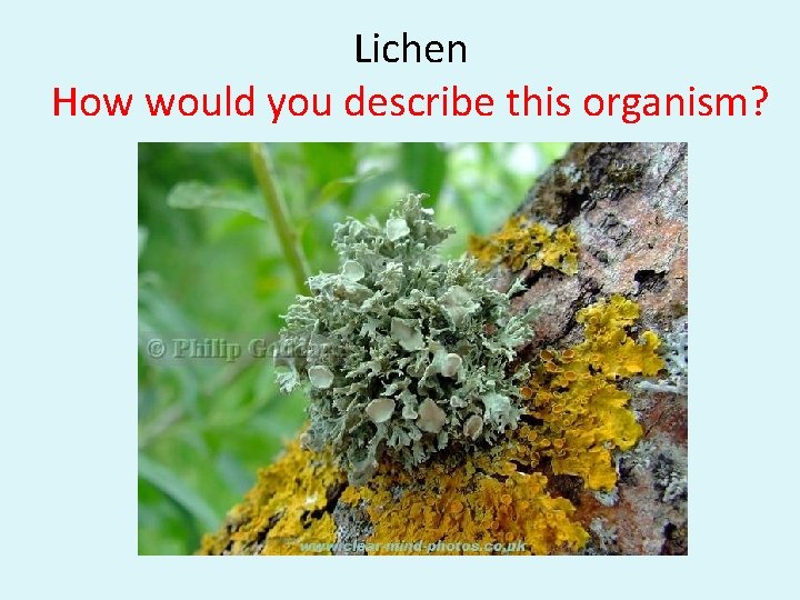 Lichen How would you describe this organism? 