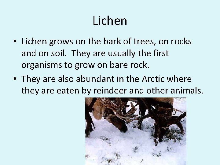 Lichen • Lichen grows on the bark of trees, on rocks and on soil.