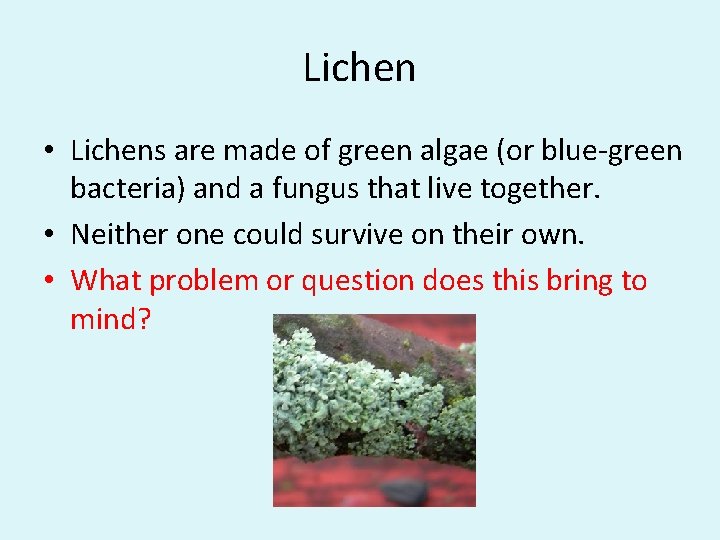 Lichen • Lichens are made of green algae (or blue-green bacteria) and a fungus