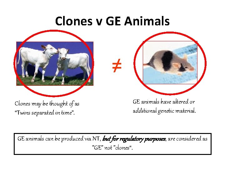 Clones v GE Animals ≠ Clones may be thought of as “Twins separated in